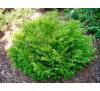 Туевик долотовидный (Thujopsis dolaborata)С2